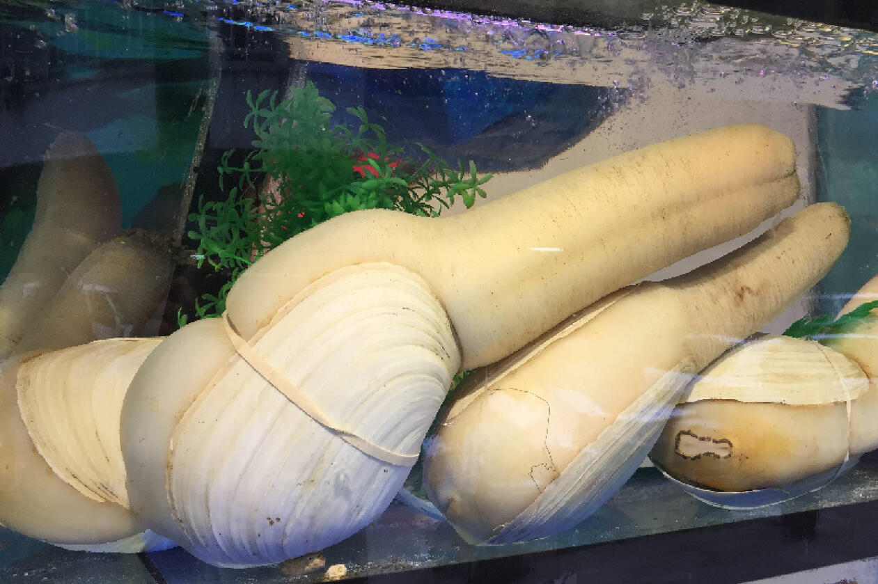 Geoduck Geoduck