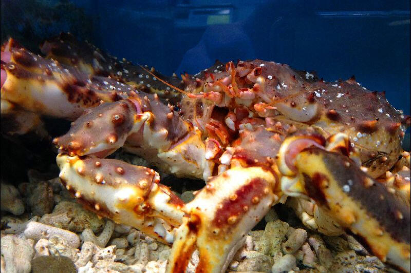 King Crab King Crab