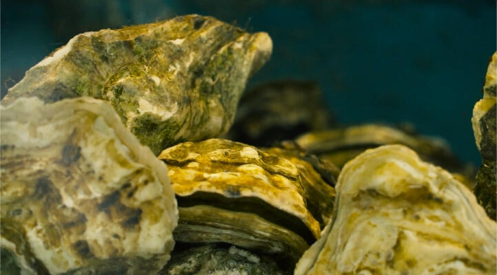 Oysters Oysters