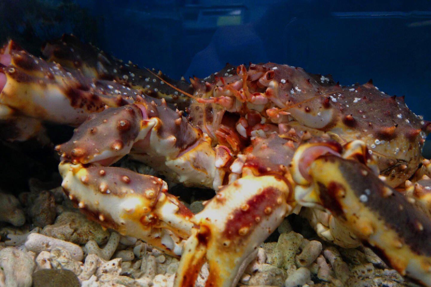 Fresh Seafood