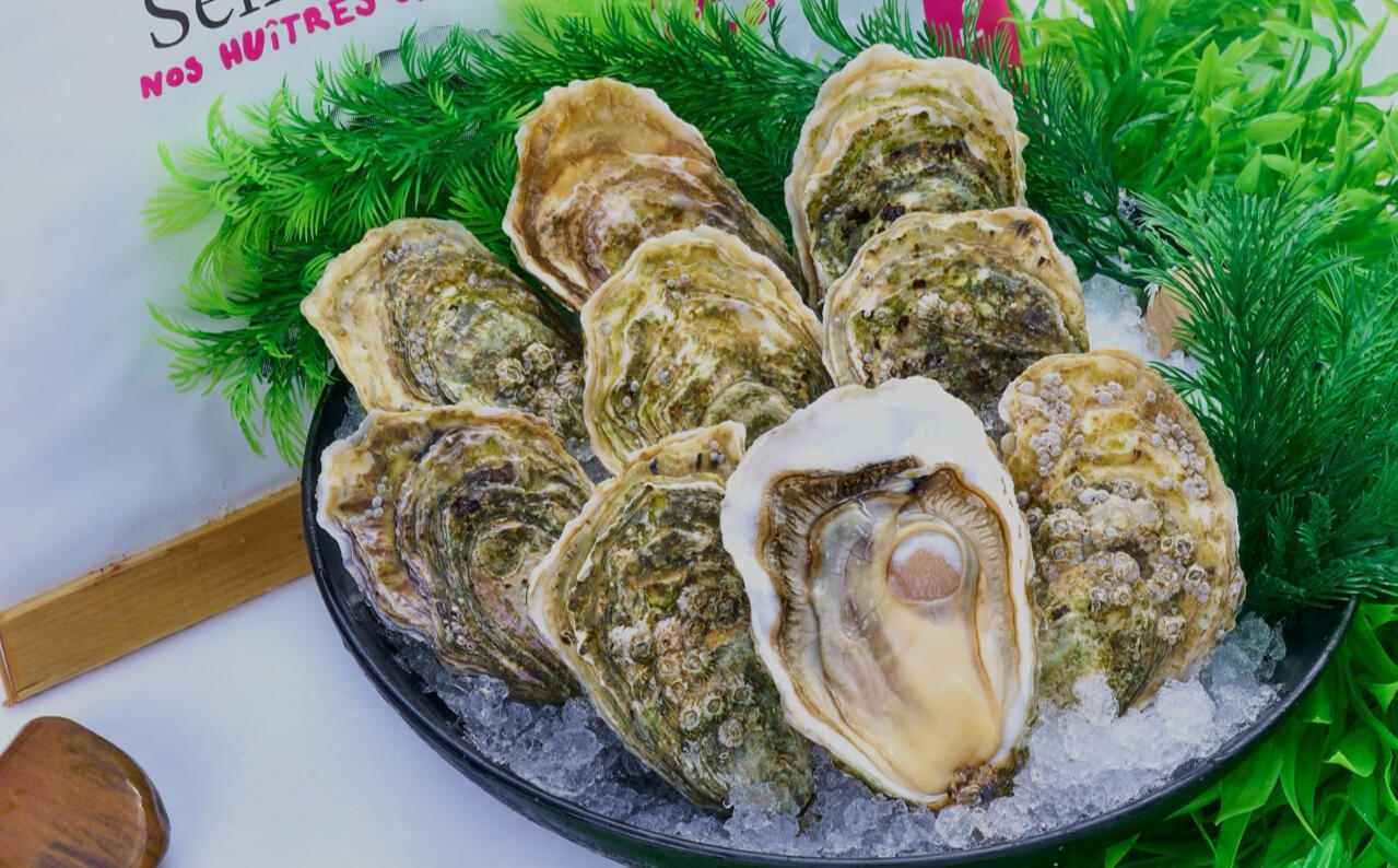 Oysters